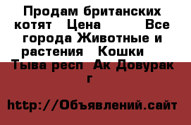 Продам британских котят › Цена ­ 500 - Все города Животные и растения » Кошки   . Тыва респ.,Ак-Довурак г.